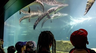 Kids Go Free At Dubai Crocodile Park